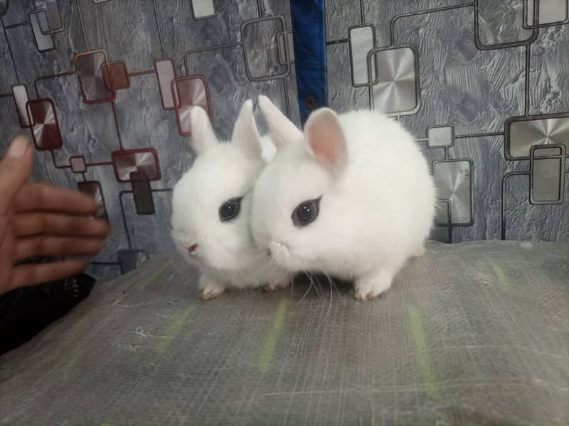 Rabbit/Angoras/German Jaints /khargosh /imported bunny /Newzeland 19