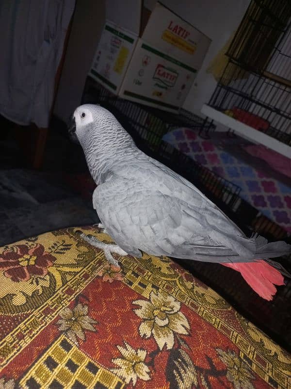 African grey Breeder female 8 year 0