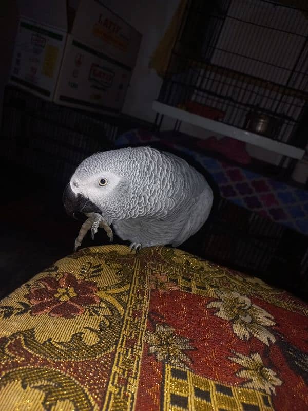 African grey Breeder female 8 year 1