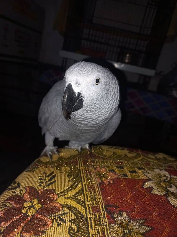 African grey Breeder female 8 year 2