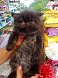 Persian kittens/long coat kittens /kitties/cat baby