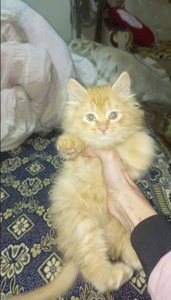 Persian baby Cat for sale 0