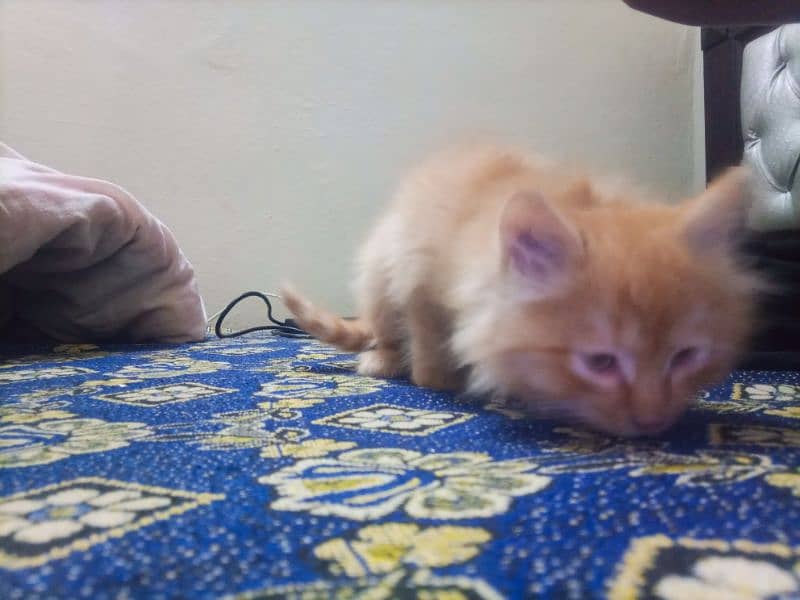 Persian baby Cat for sale 2