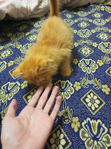 Persian baby Cat for sale 3