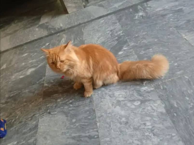 Triple Coated Brown Persian Male Cat Bilkul shareef hai 0