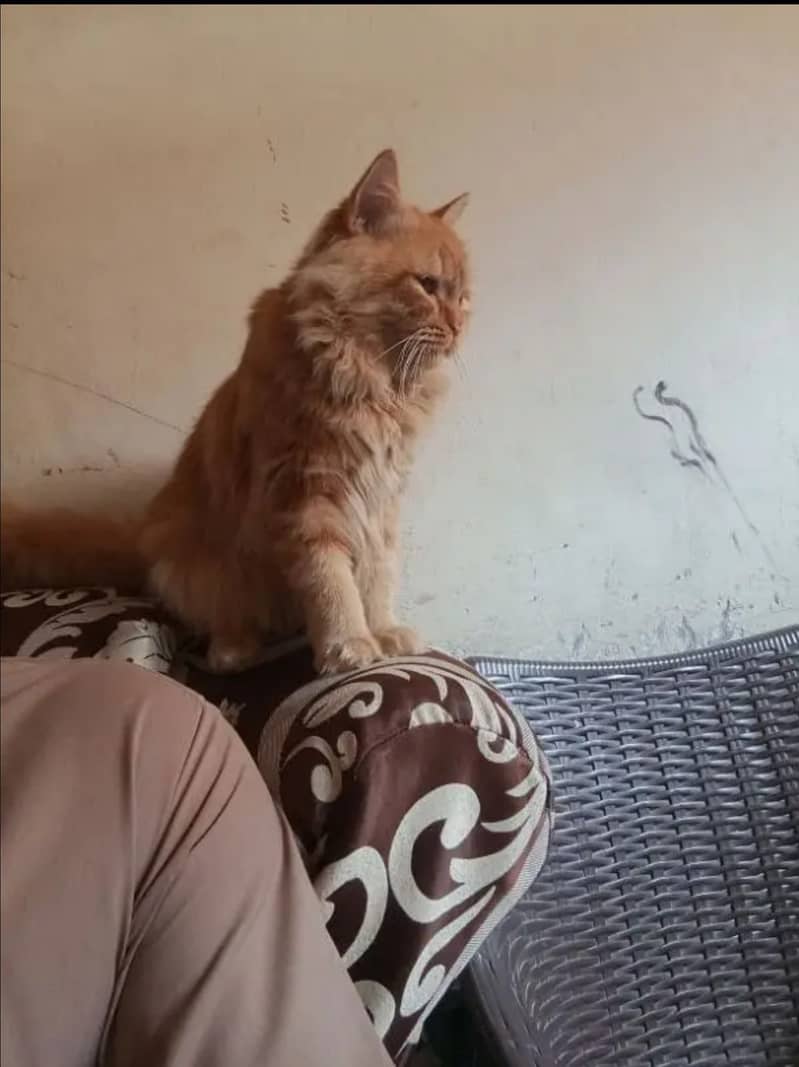 Triple Coated Brown Persian Male Cat Bilkul shareef hai 1