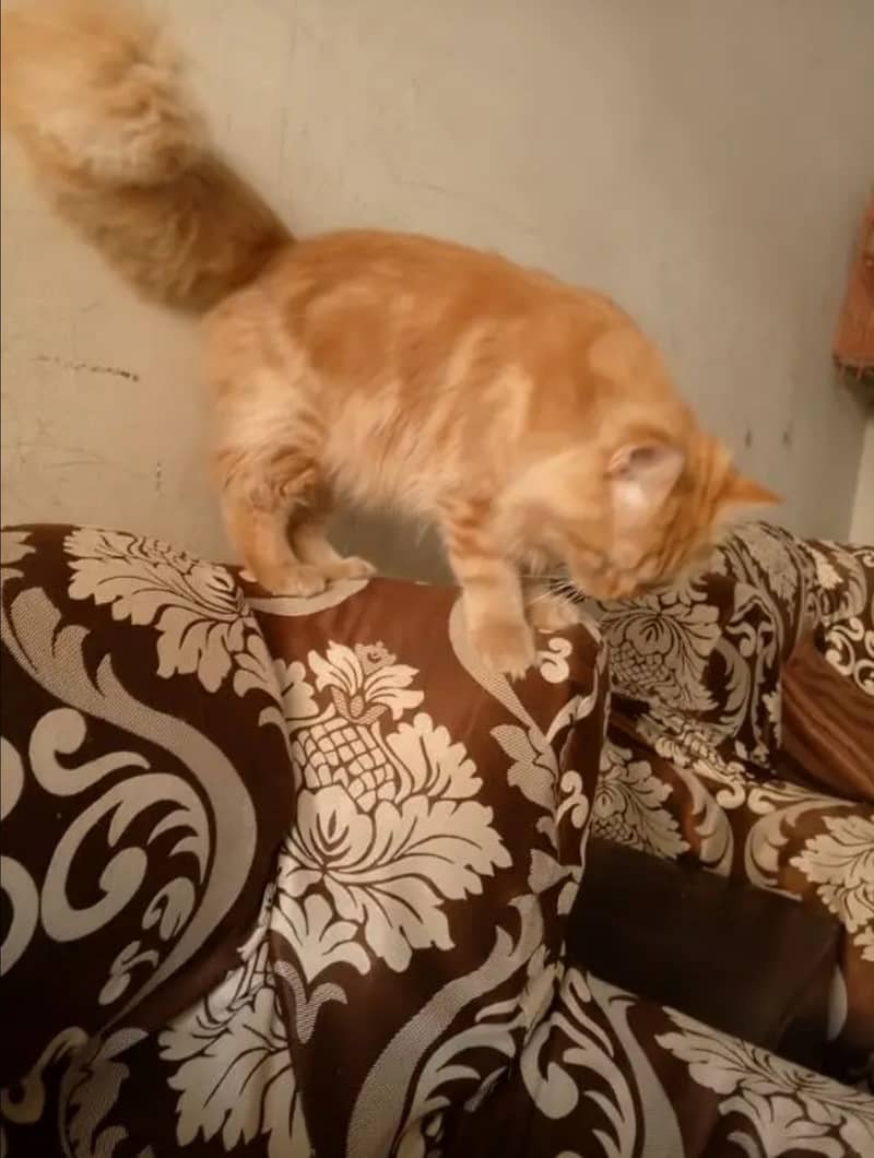 Triple Coated Brown Persian Male Cat Bilkul shareef hai 2