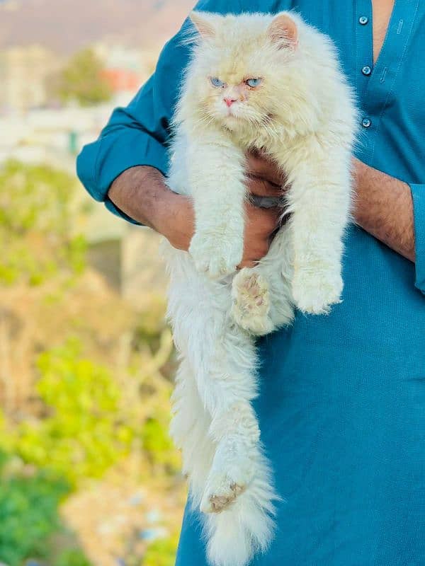 white Persian cat for sale triple coated 0