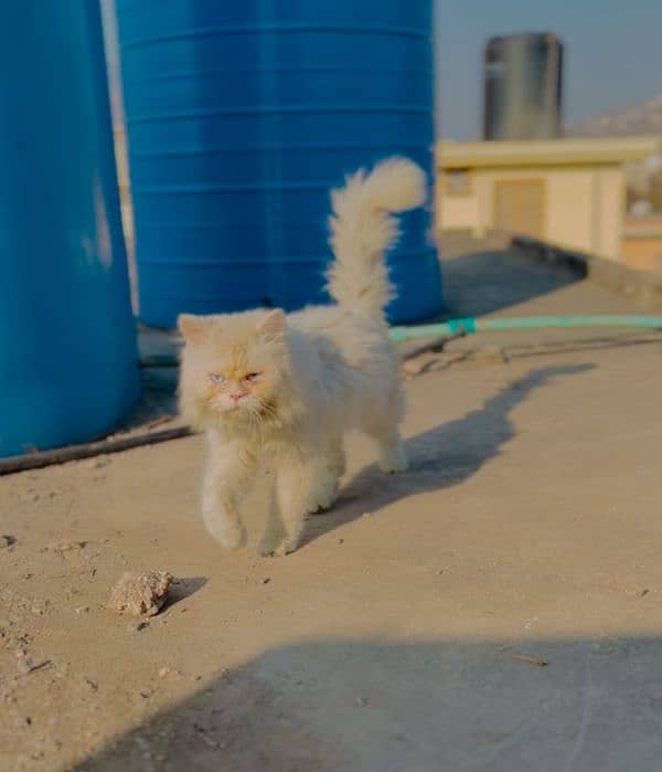 white Persian cat for sale triple coated 1