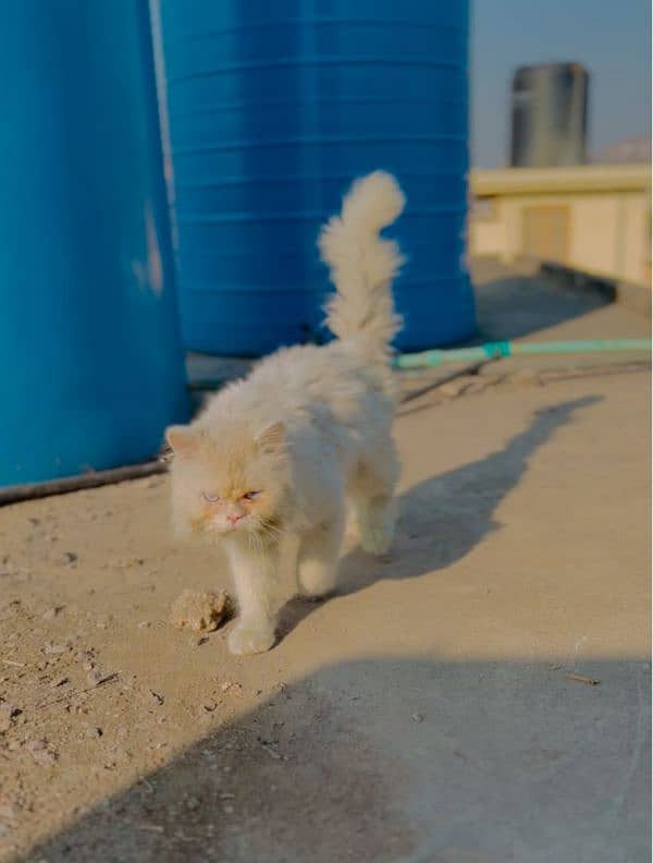 white Persian cat for sale triple coated 2