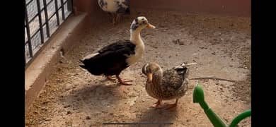 Ducks beautiful pair