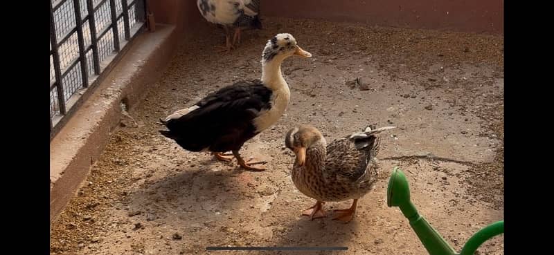 Ducks beautiful pair 0