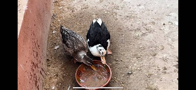 Ducks beautiful pair 2