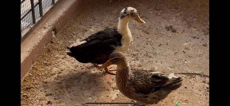 Ducks beautiful pair 3