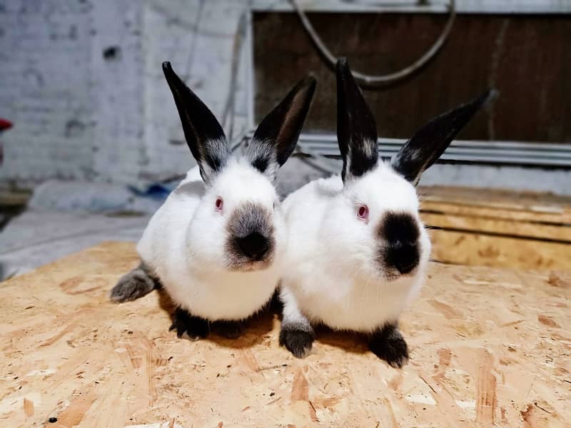 Rabbit/Angoras/German Jaints /khargosh /imported breed/Newzeland/bunny 5