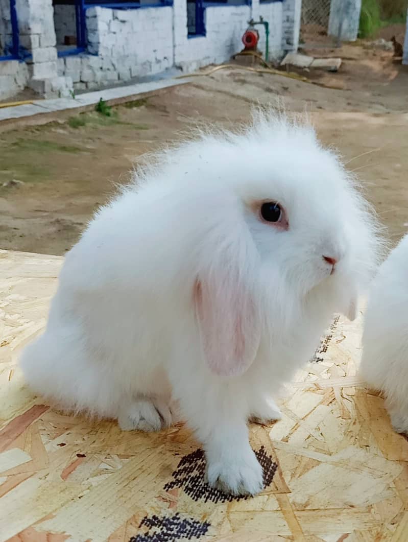 Rabbit/Angoras/German Jaints /khargosh /imported breed/Newzeland/bunny 6