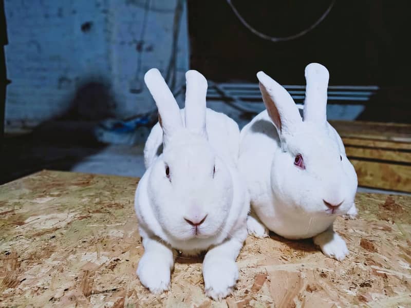 Rabbit/Angoras/German Jaints /khargosh /imported breed/Newzeland/bunny 7