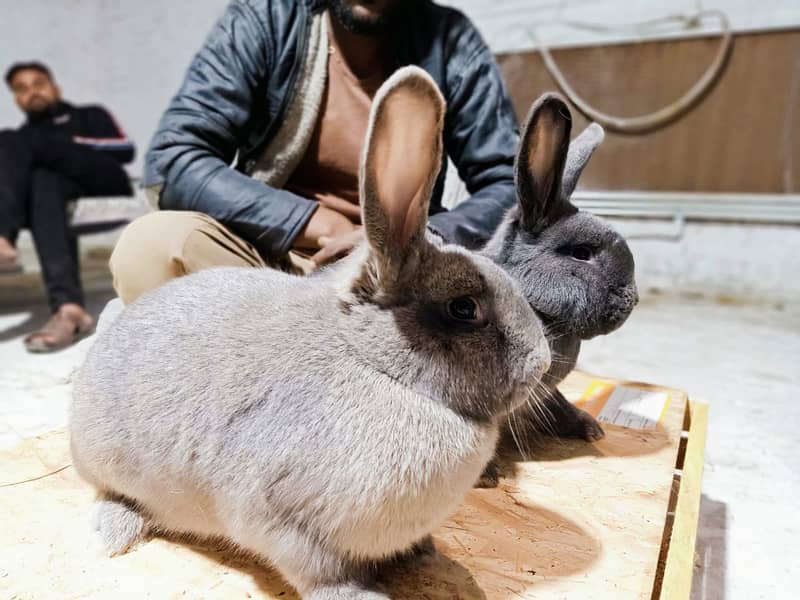 Rabbit/Angoras/German Jaints /khargosh /imported breed/Newzeland/bunny 10