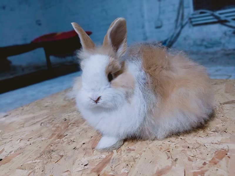 Rabbit/Angoras/German Jaints /khargosh /imported breed/Newzeland/bunny 13