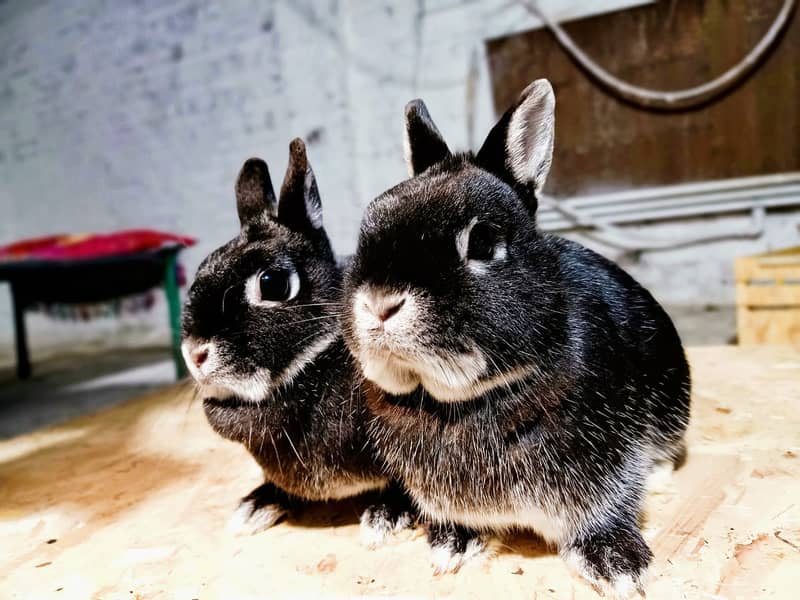 Rabbit/Angoras/German Jaints /khargosh /imported breed/Newzeland/bunny 14