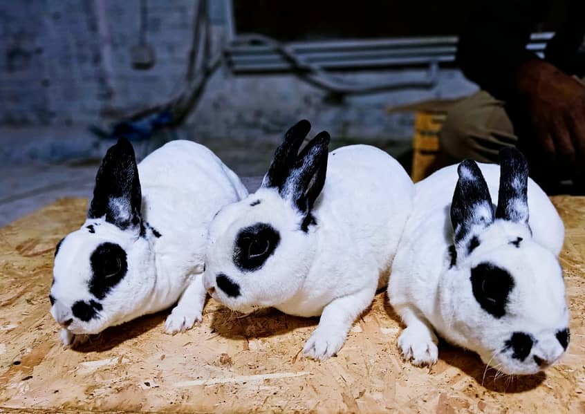 Rabbit/Angoras/German Jaints /khargosh /imported breed/Newzeland/bunny 19