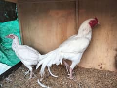 heera aseel chicks and egg for sell