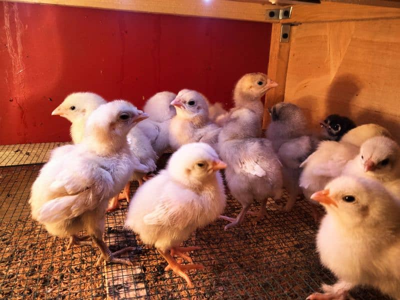 heera aseel chicks and egg for sell 3