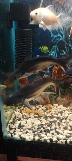 Four cat fishes. length approx. 5 to 7 inches