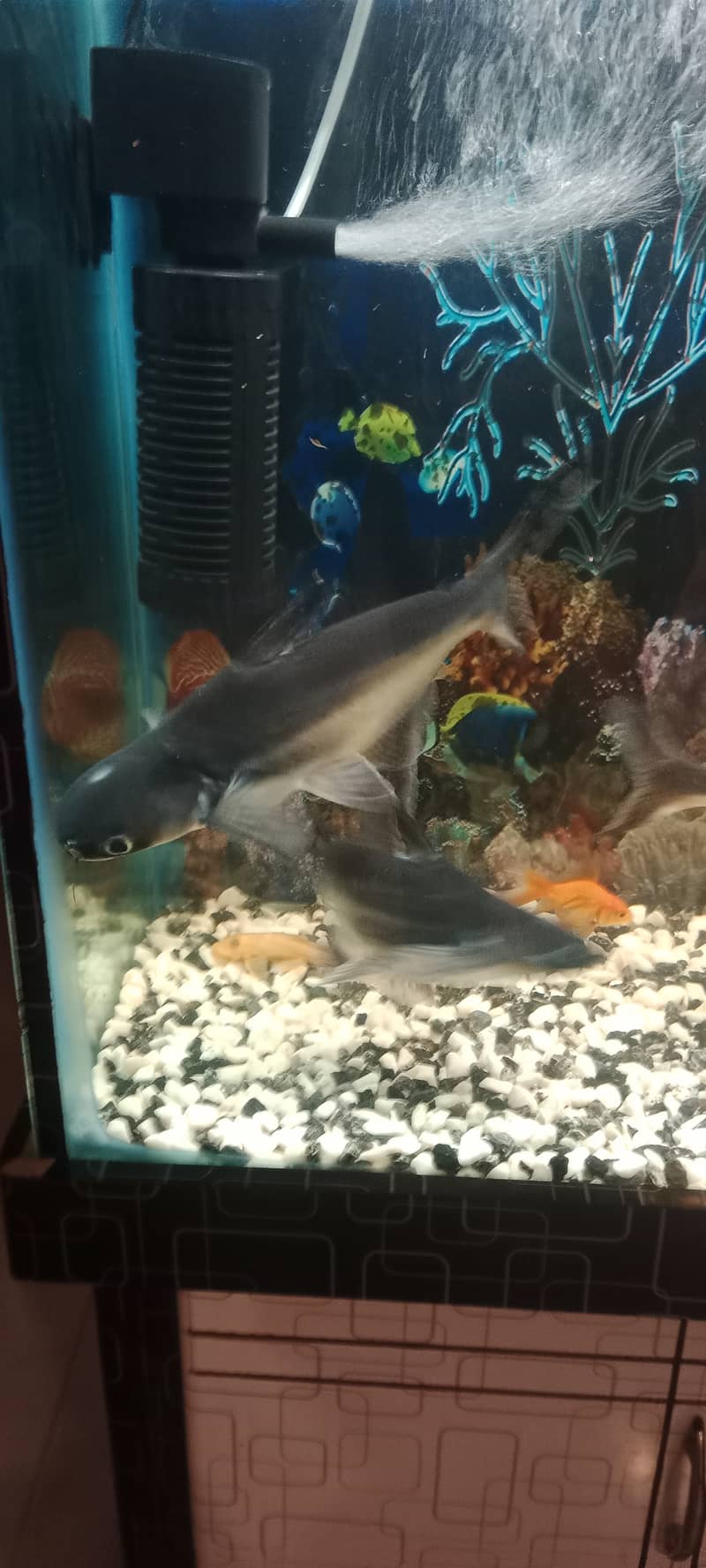 Four cat fishes. length approx. 5 to 7 inches 1