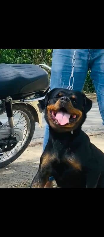 rotweiler 1