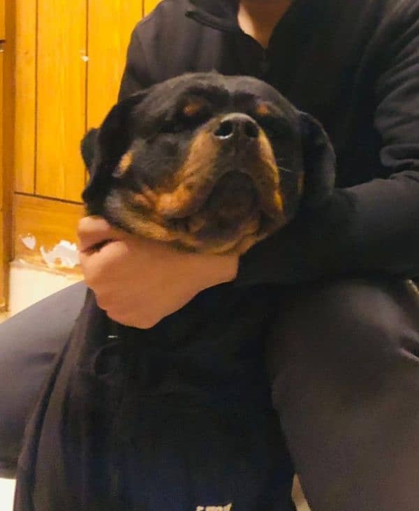 rotweiler 4