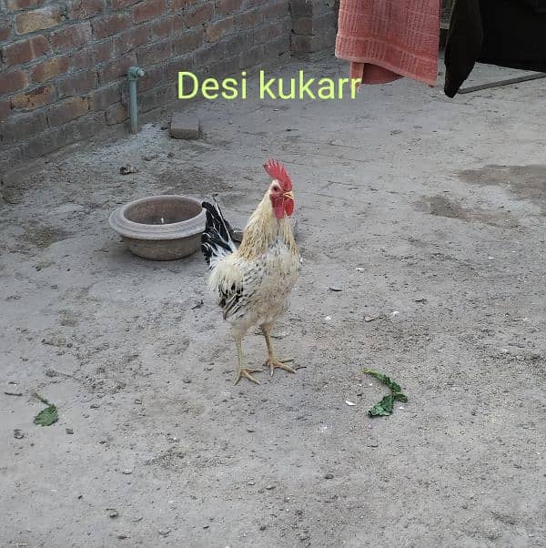 Desi murghy or murghian full egg laying 0