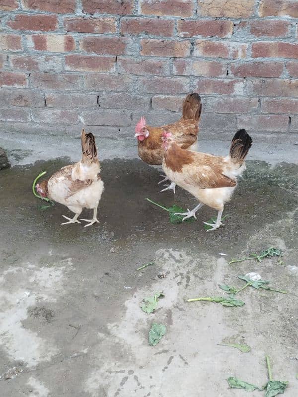 Desi murghy or murghian full egg laying 3