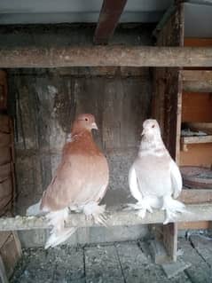 Fantails Breeder Pair