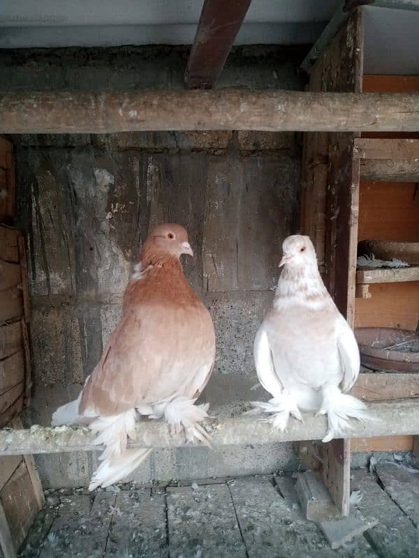 Fantails Breeder Pair 0