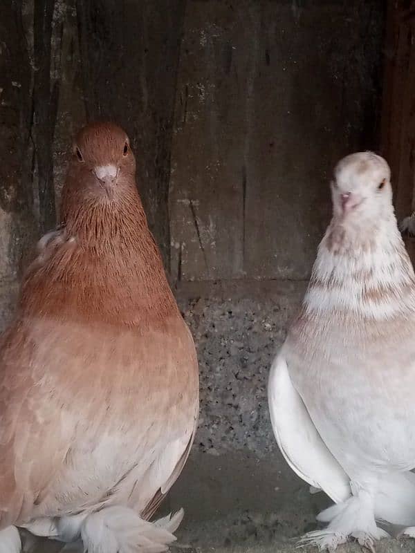 Fantails Breeder Pair 1