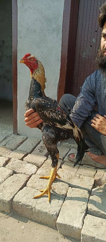 TOP Class Pure Pakistani Aseel Birds 17