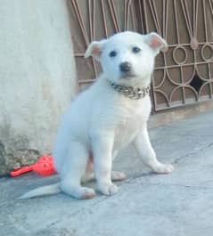 Kohati Puppy male 27 days for sale