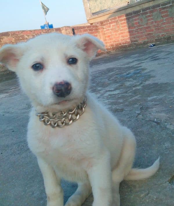 Kohati Puppy male 27 days for sale 1