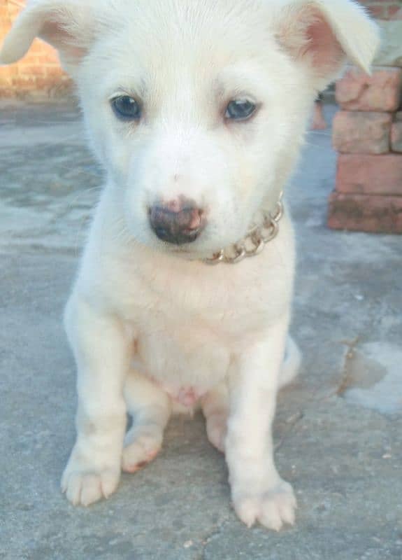 Kohati Puppy male 27 days for sale 3