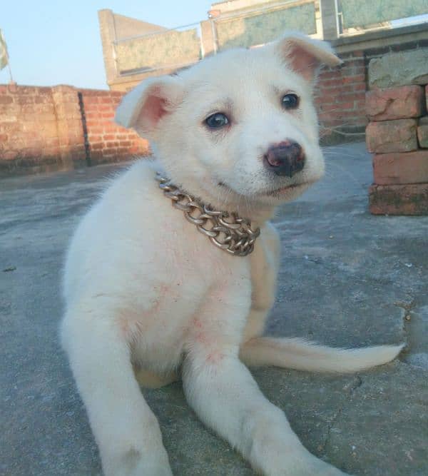 Kohati Puppy male 27 days for sale 4