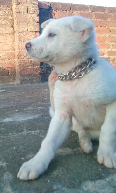 Kohati Puppy male 27 days for sale 5