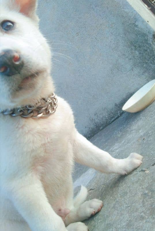 Kohati Puppy male 27 days for sale 6