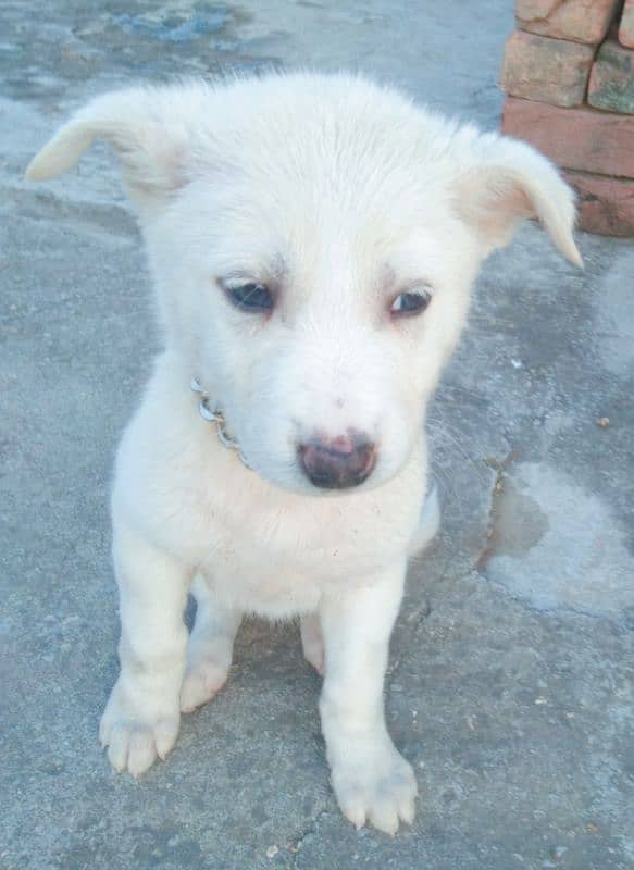 Kohati Puppy male 27 days for sale 7