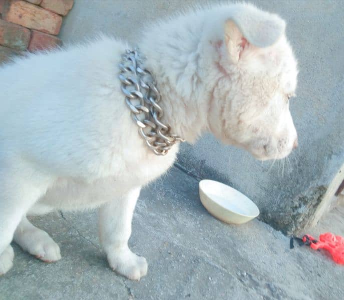 Kohati Puppy male 27 days for sale 8