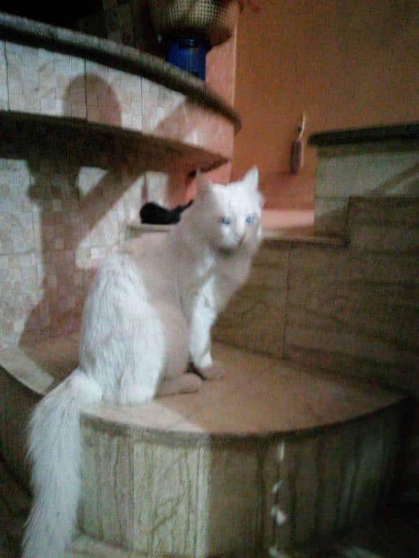 Turkish angora 1