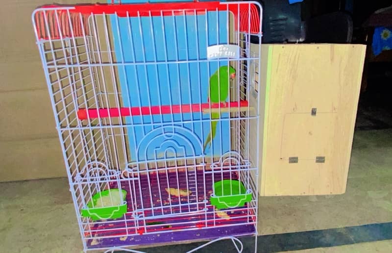 2 green parite ande cage urgent sale my watsap number 03197164997 0