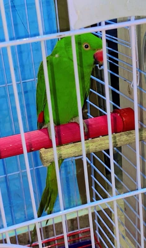 2 green parite ande cage urgent sale my watsap number 03197164997 1