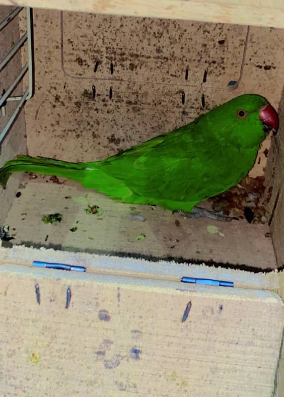 2 green parite ande cage urgent sale my watsap number 03197164997 2