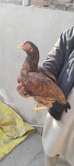 Aseel hen full high quality for sale 03029798991